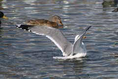 Larus californicus