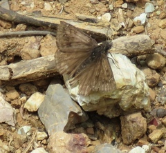 Erynnis propertius