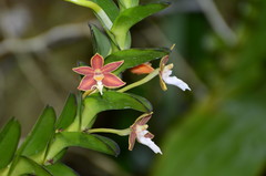 Trichoglottis philippinensis