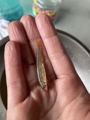 Notropis ammophilus