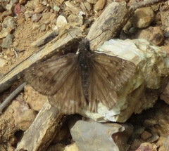 Erynnis propertius