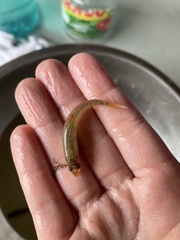 Notropis ammophilus
