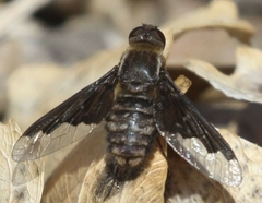 Hemipenthes seminiger
