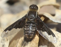 Hemipenthes seminiger