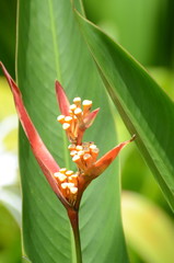 Heliconia psittacorum