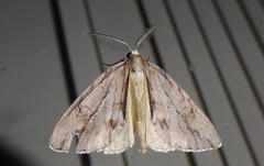 Pseudocoremia lupinata