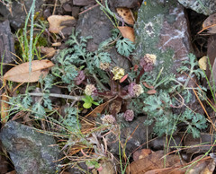 Sanicula saxatilis