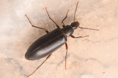 Eupsophulus castaneus