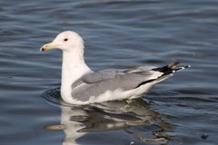 Larus californicus