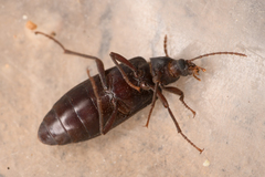 Eupsophulus castaneus