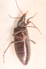 Eupsophulus castaneus