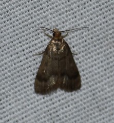 Loxostegopsis polle