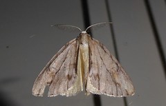 Pseudocoremia lupinata