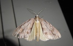 Pseudocoremia lupinata