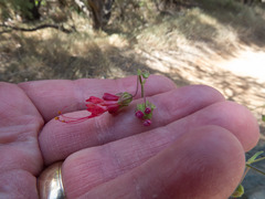 Mirabilis coccinea