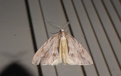 Pseudocoremia lupinata