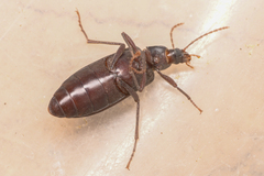 Eupsophulus castaneus