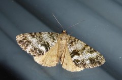 Pseudocoremia lactiflua