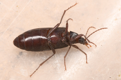 Eupsophulus castaneus