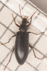 Eupsophulus castaneus