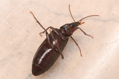 Eupsophulus castaneus