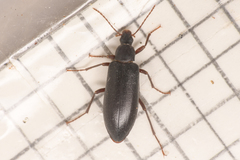 Eupsophulus castaneus
