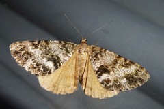 Pseudocoremia lactiflua