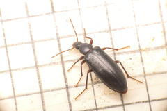 Eupsophulus castaneus
