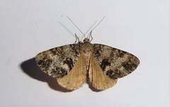 Pseudocoremia lactiflua