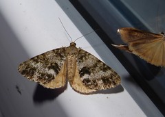 Pseudocoremia lactiflua