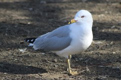 Larus delawarensis