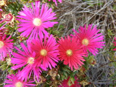Lampranthus multiradiatus