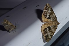 Pseudocoremia lactiflua