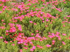 Lampranthus multiradiatus