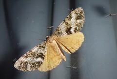 Pseudocoremia lactiflua