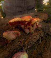 Gymnopilus subpurpuratus