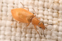 Vectura longiceps