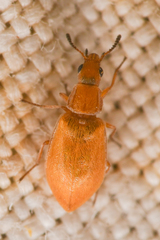 Vectura longiceps