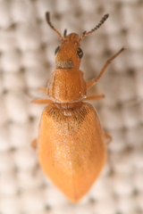 Vectura longiceps