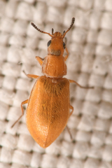 Vectura longiceps