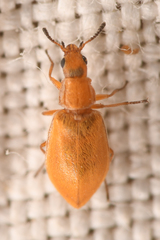 Vectura longiceps