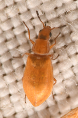 Vectura longiceps