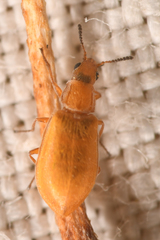 Vectura longiceps