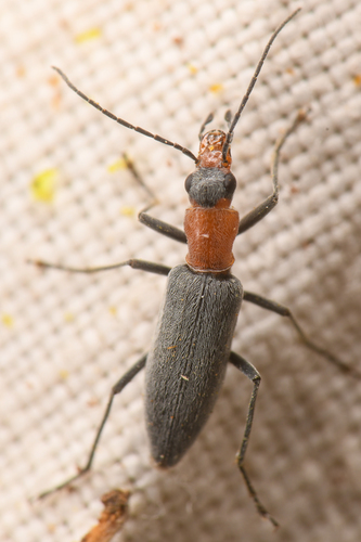 Rhinoplatia ruficollis