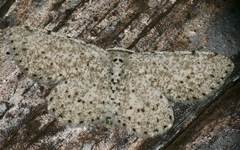 Colocleora proximaria