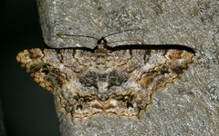Chiasmia multistrigata