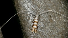 Ceromitia wahlbergi