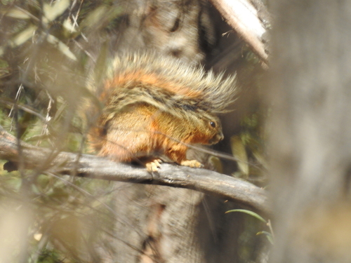 Mexican Fox Squirrel