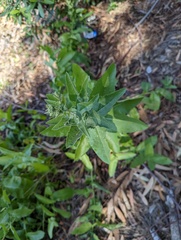 Acourtia microcephala