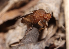 Suillia quinquepunctata